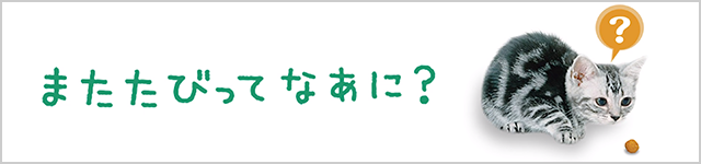 またたびってなぁに？