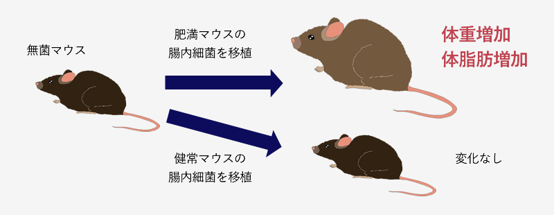 腸内フローラと肥満の関係