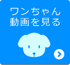 ワンちゃん動画を見る