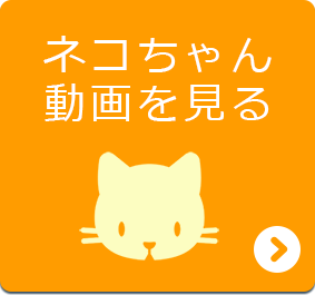 ネコちゃん動画を見る